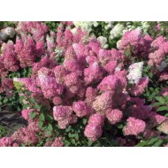 Гортензия метельчатая Hydrangea paniculata Sundae Fraise